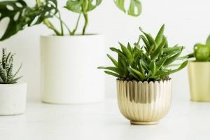 The Best Ways To Keep Your Plants Hydrated