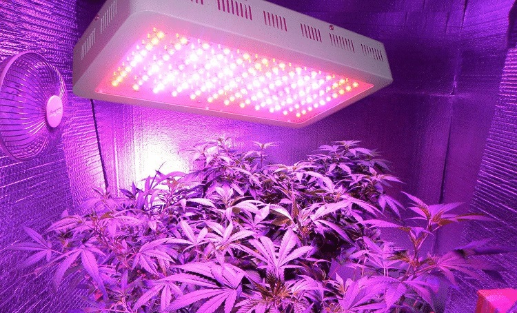 Cannabis Grow Lights Are Good For Harvesting Cannabis