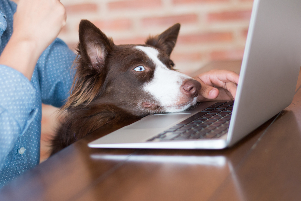 Picking Trusted Online Store For Preferred Pet Health